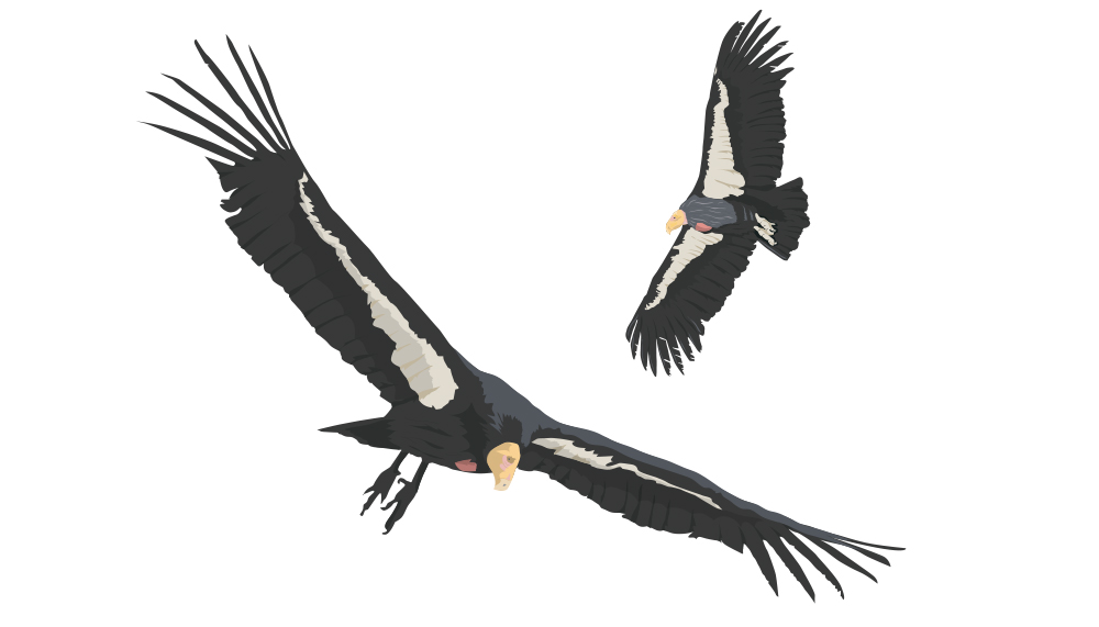 Zoo Logo